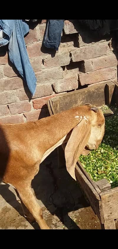 dasi bital bakri path gaban