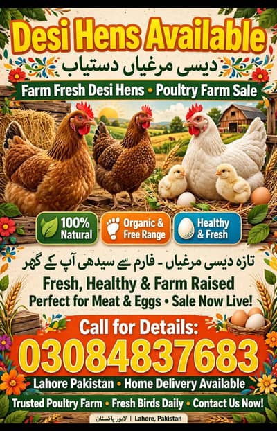 dasi Murga murgi