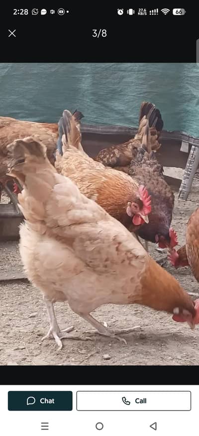 Golden Misri Egg Laying Females / Andhe Wali Murgi