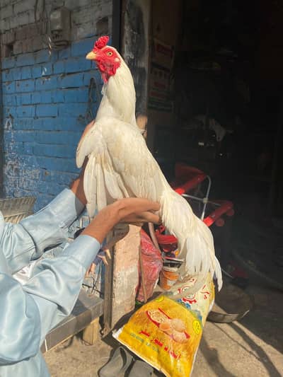 high quality Murga for sale