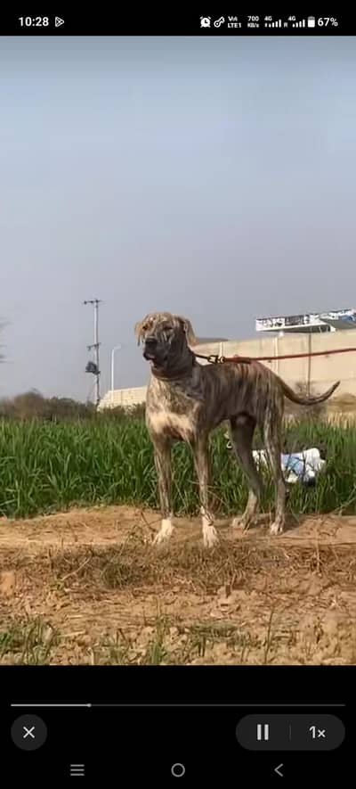 bully patha hight 31+ location gujrat