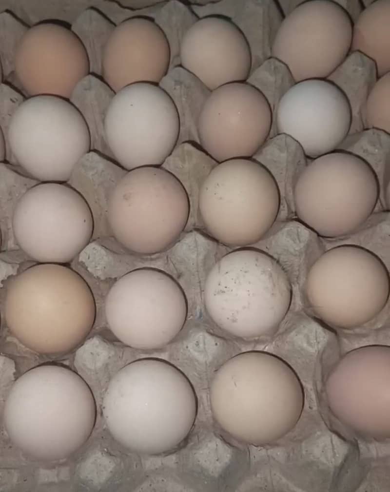 Desi egg 0