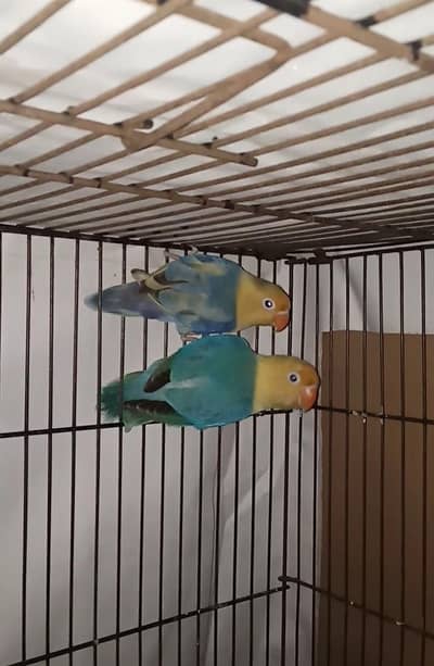 Selling Birds