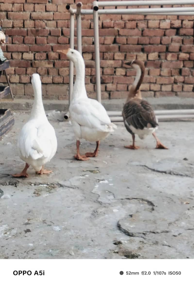 breeder ducks 1