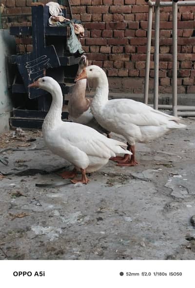breeder ducks