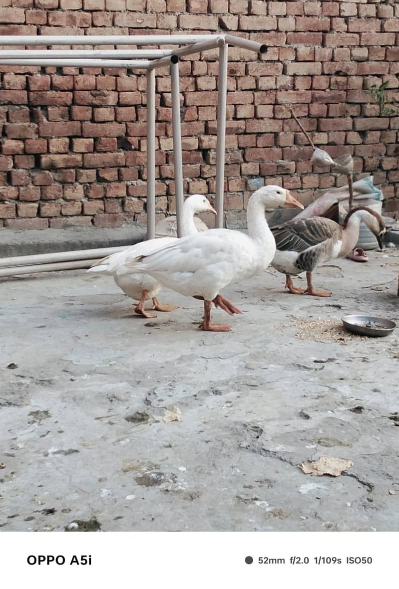 breeder ducks 2