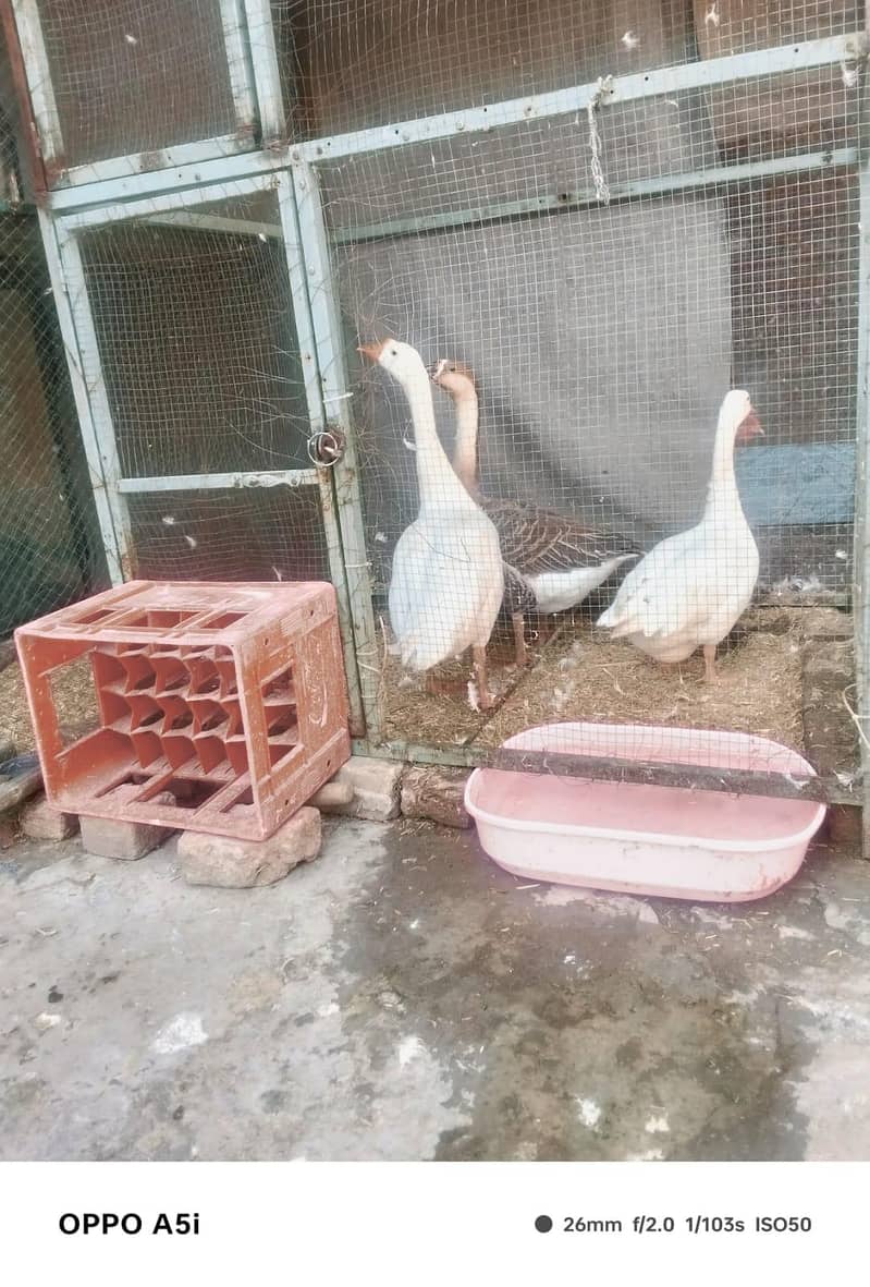 breeder ducks 3