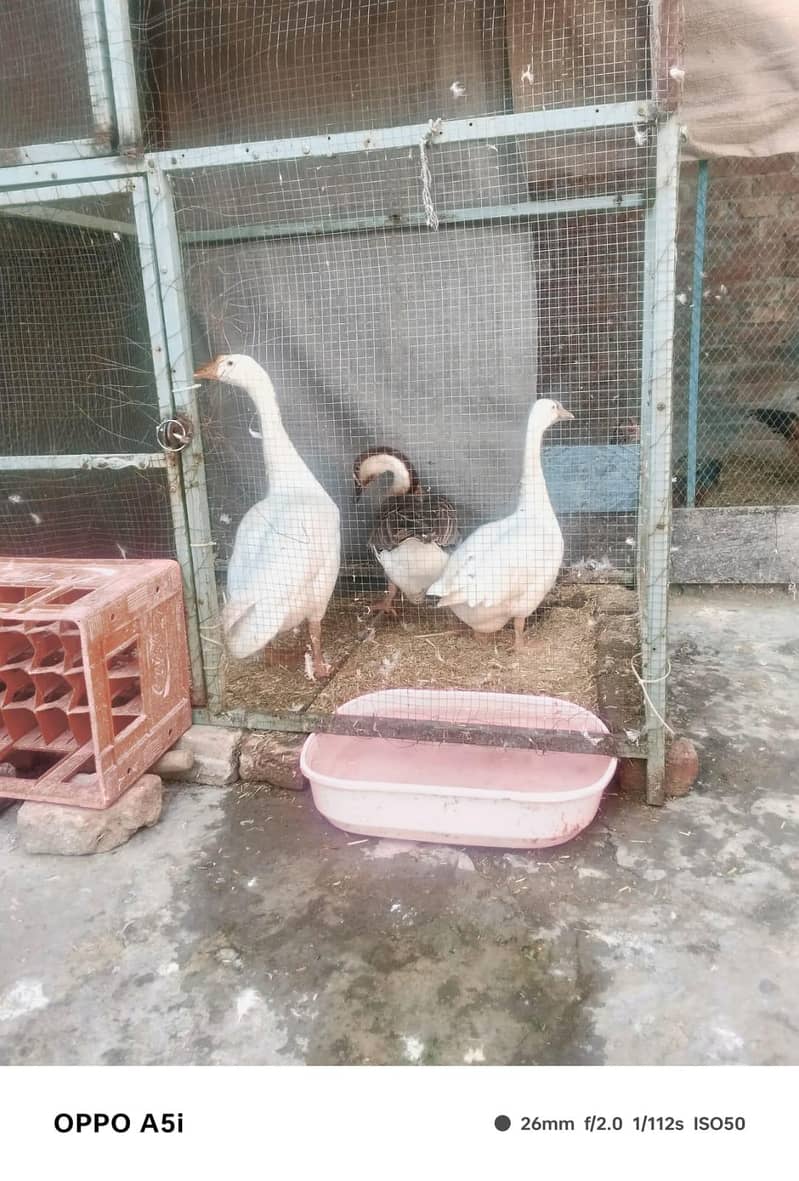 breeder ducks 4