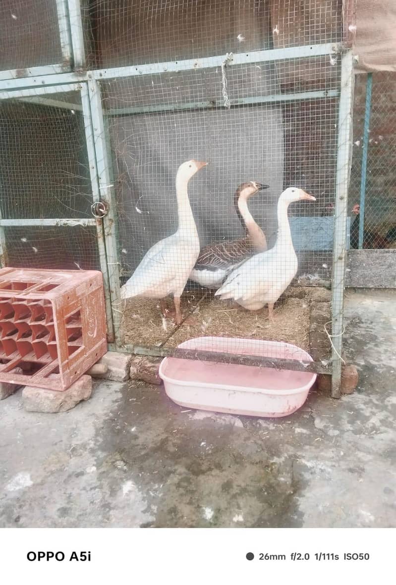 breeder ducks 5