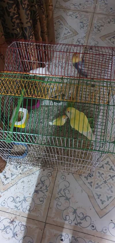 Multi colors Love birds 4 pairs 1 single