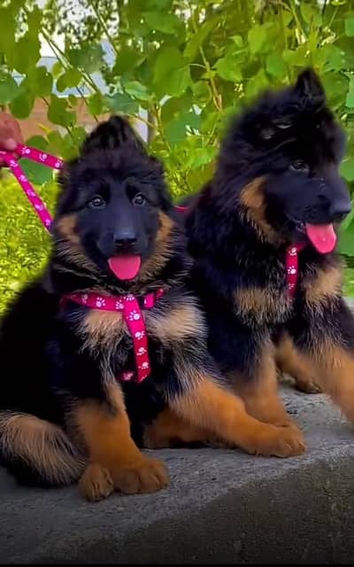 German Shepherd breed for sale mor WhatsApp.
