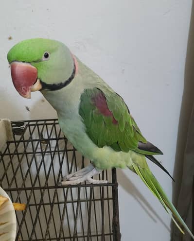 Full tame parrot 0 bite full friendly