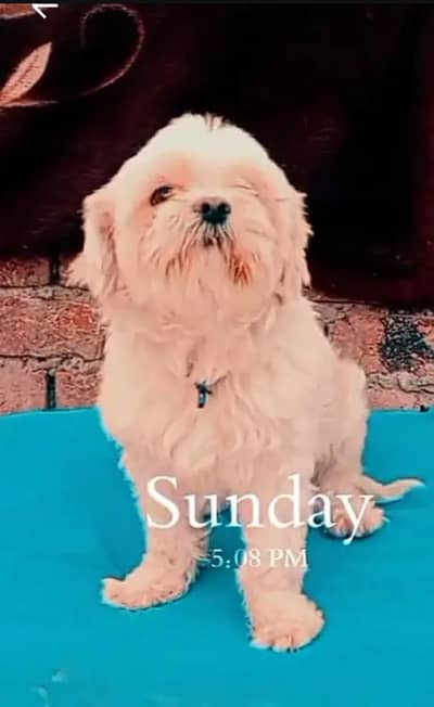 stud  male  available hai