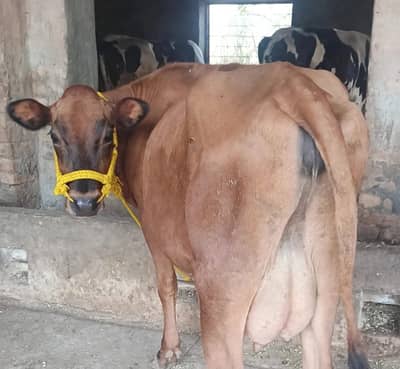 Premium Quality || Jersey Cow || Available for Sale
