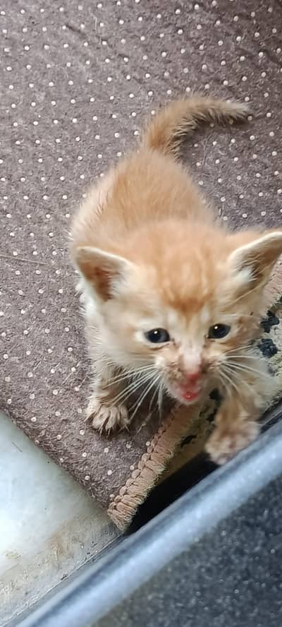Please Save This Kitten