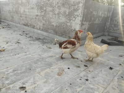 Americana breeder pair.