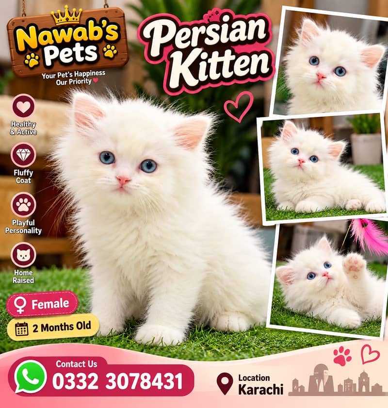 Persian kittens 0