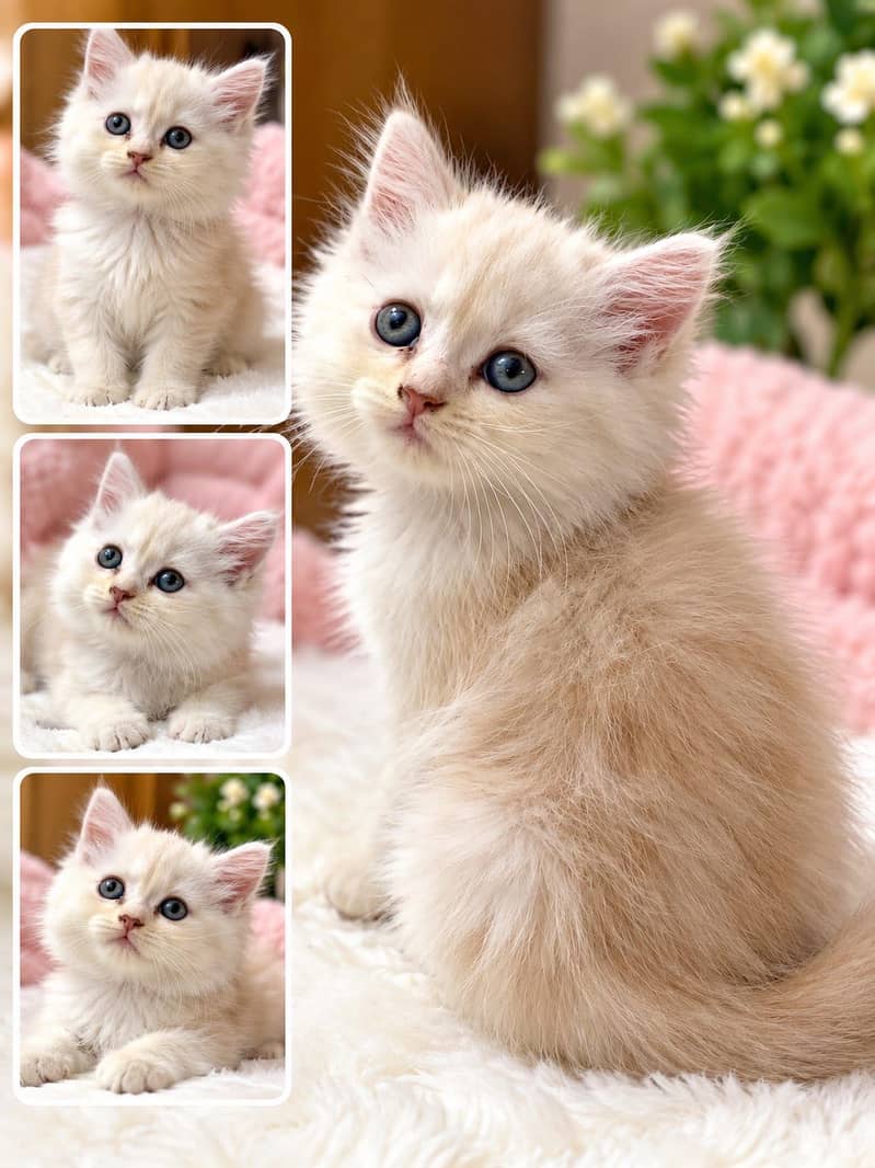 Persian kittens 1