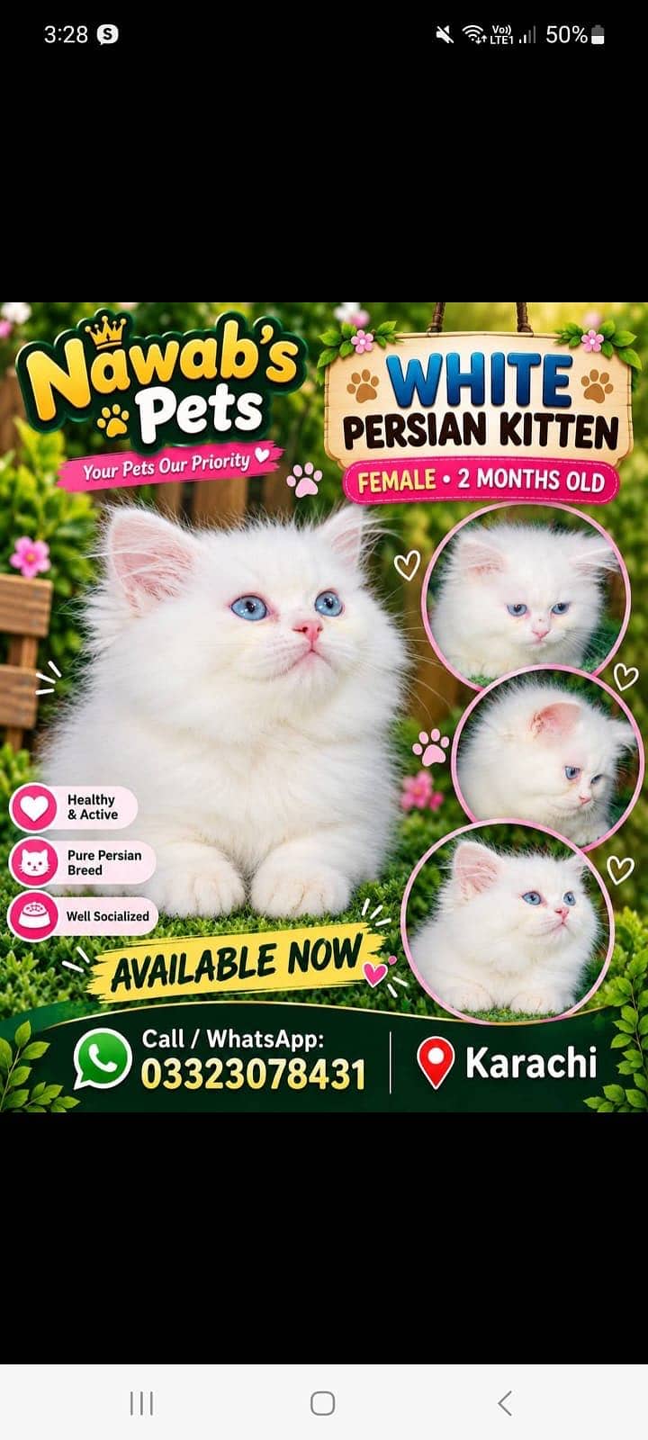 Persian kittens 2