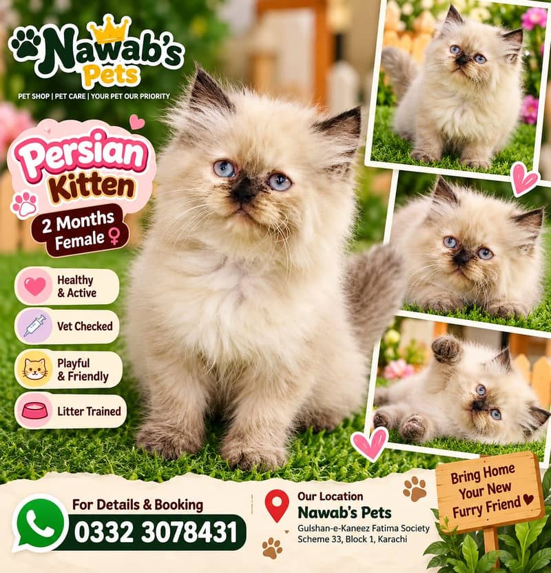 Persian kittens 4