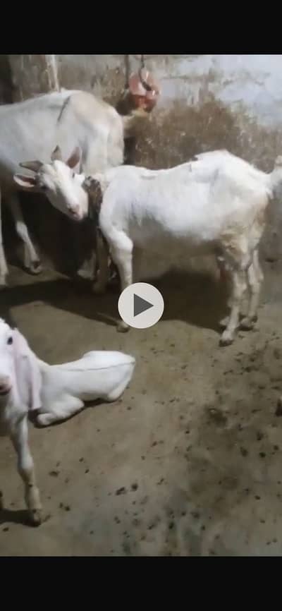Gulabi teddy Bakri with male kids