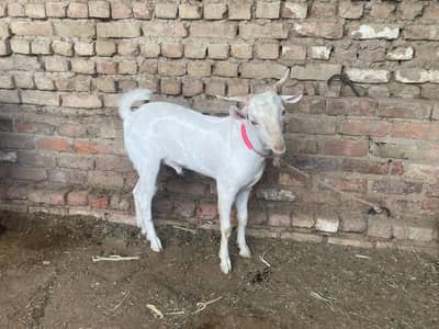 active & healthy bakra