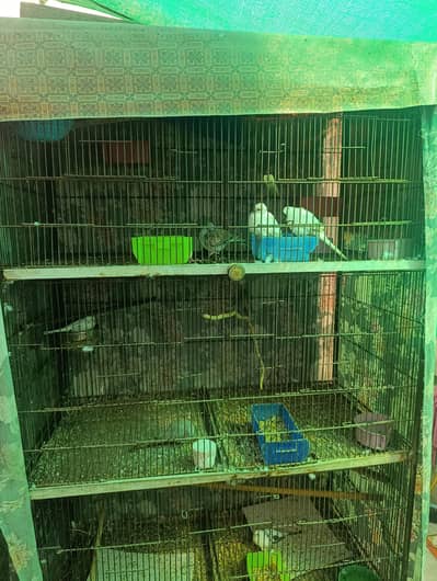 Doves for sale with cage