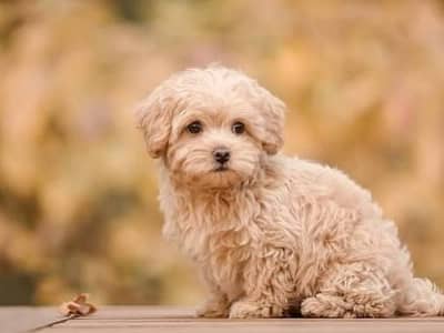 Maltipoo Poodle Puppies Pair For Sale 1 Month Toy Breed Small Size Dog