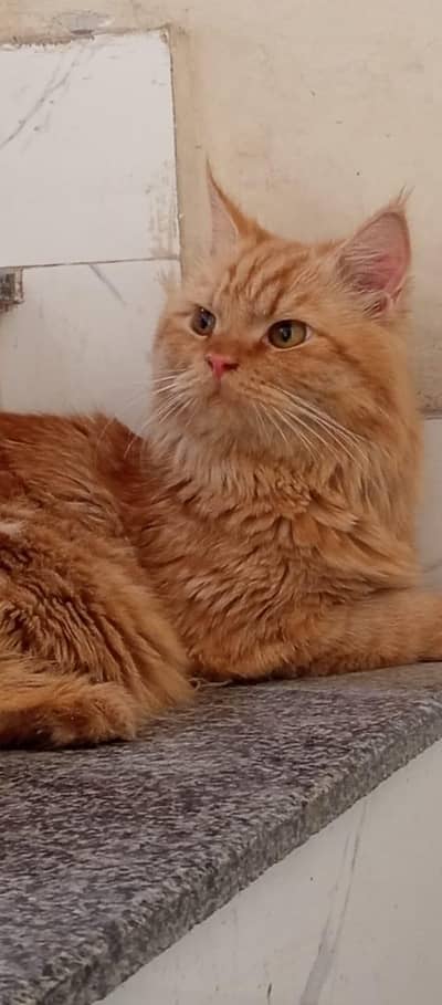 cat persian