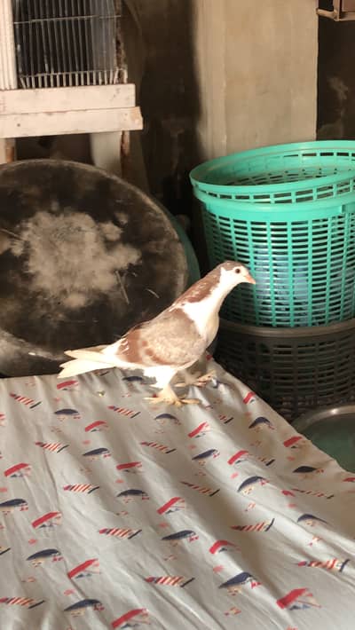 Sherazai Female for sale