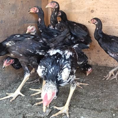 Black Pure OH Shamoo Chiks for sale