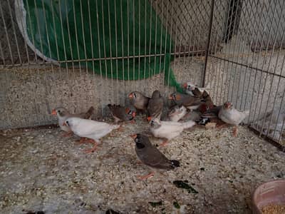Finches Available
