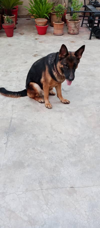 German shepherd female