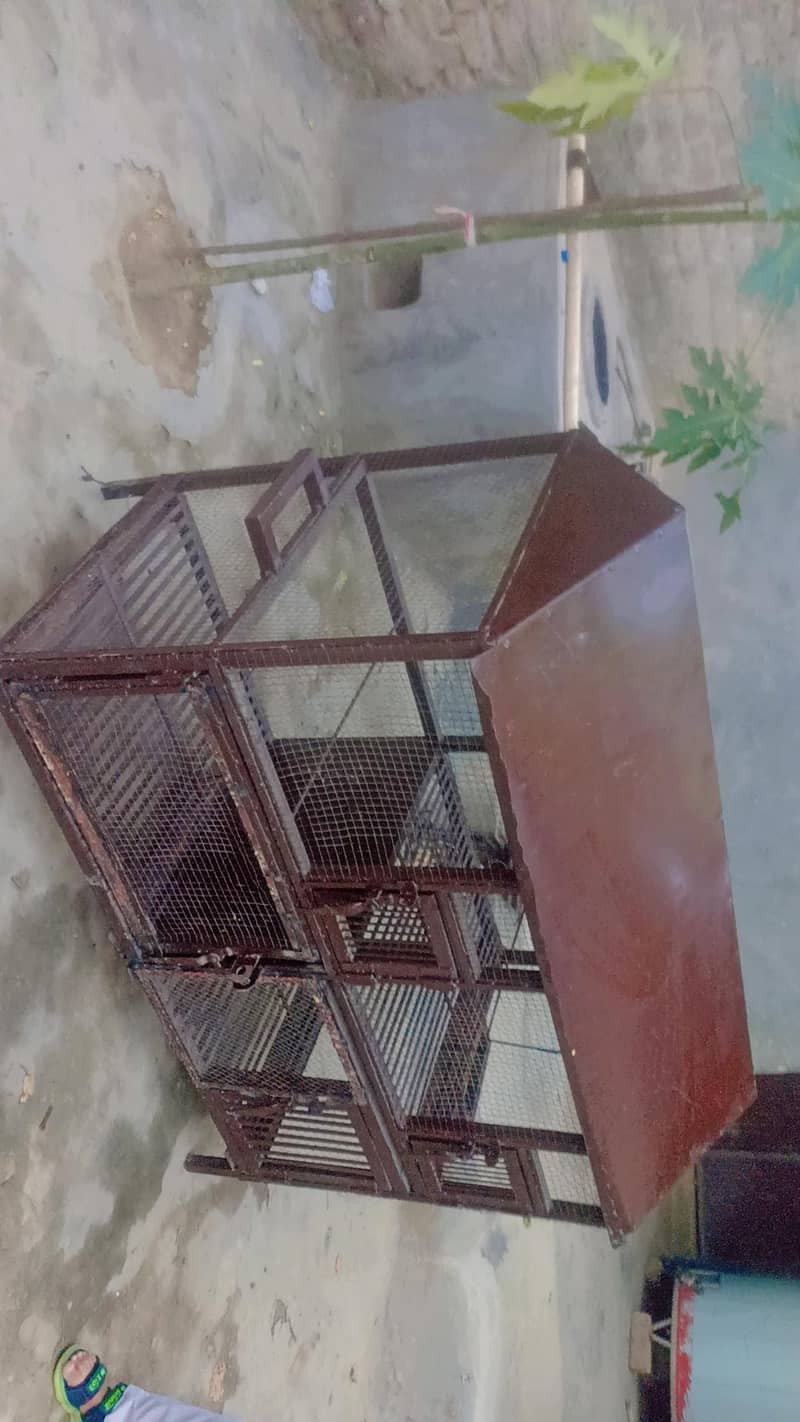 Hen Cage 6