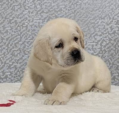 labrador pedigree microchip pup 03151466500