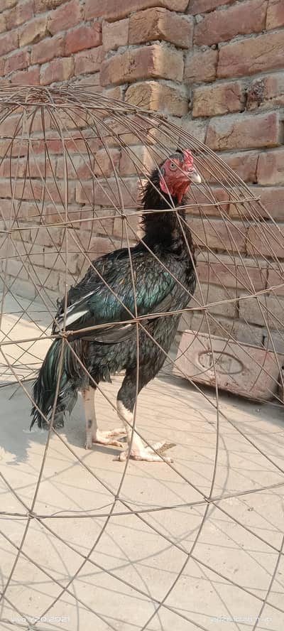 Aseel Mushka, only available for people of multan
