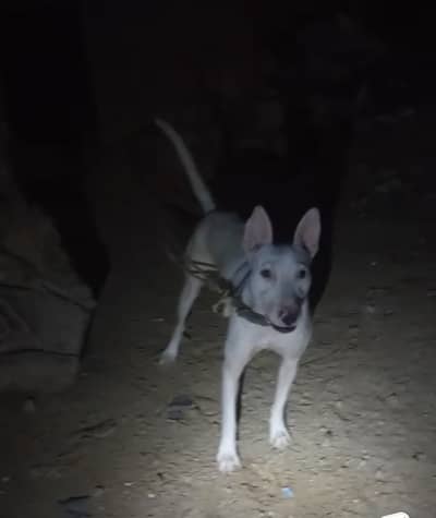 Kohati gultairs for sale 4 famales one male