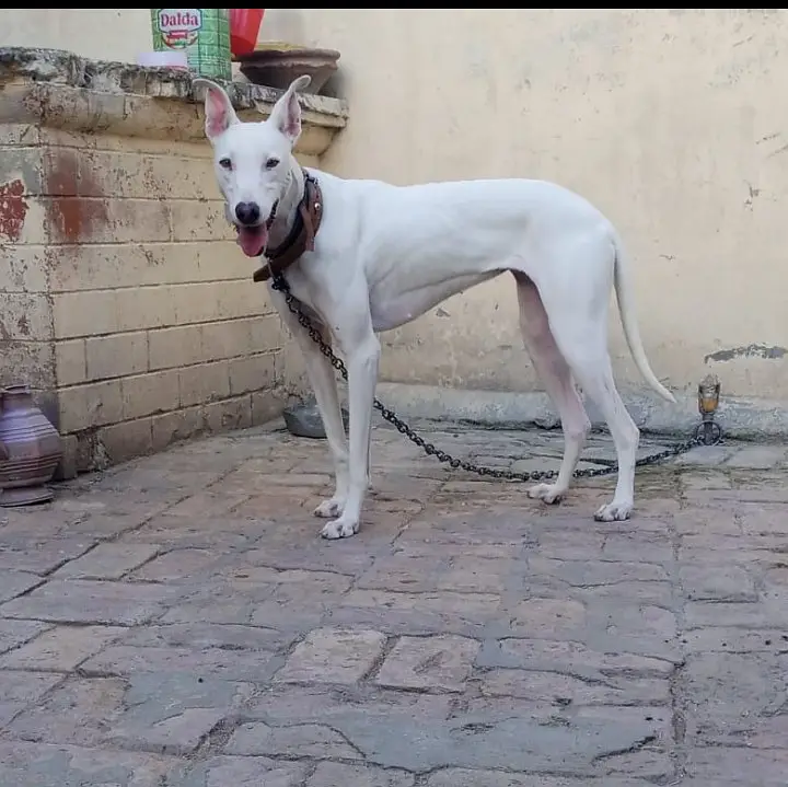 Kohati gultairs for sale 4 famales one male — photo 3