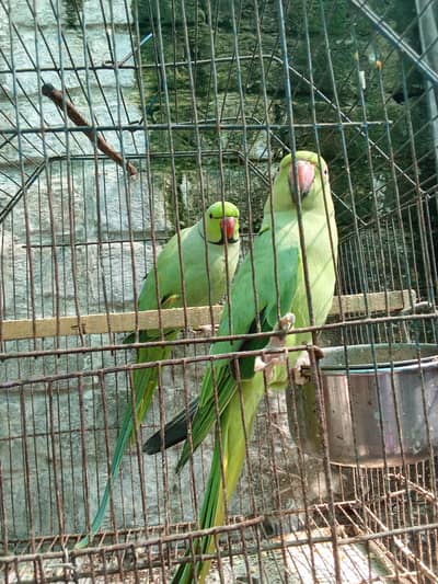 new birds
