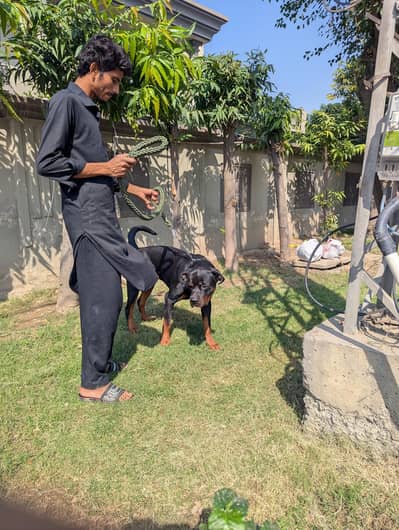 rottweiler