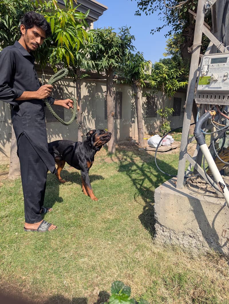rottweiler 1