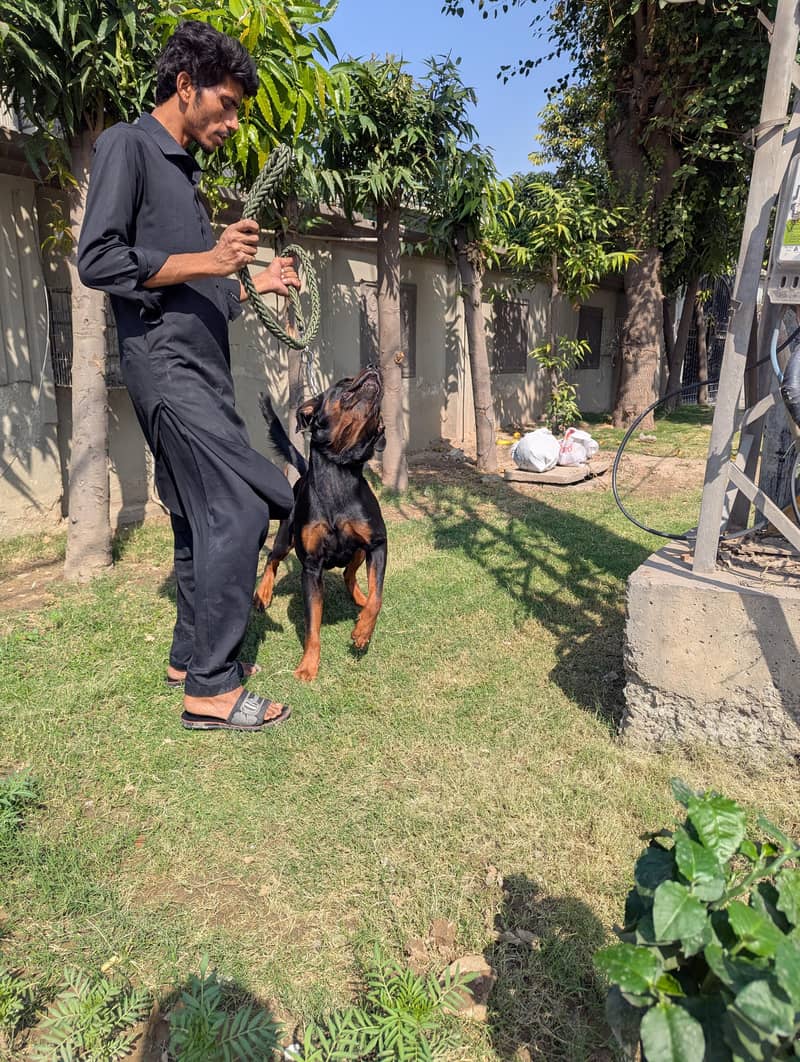 rottweiler 2