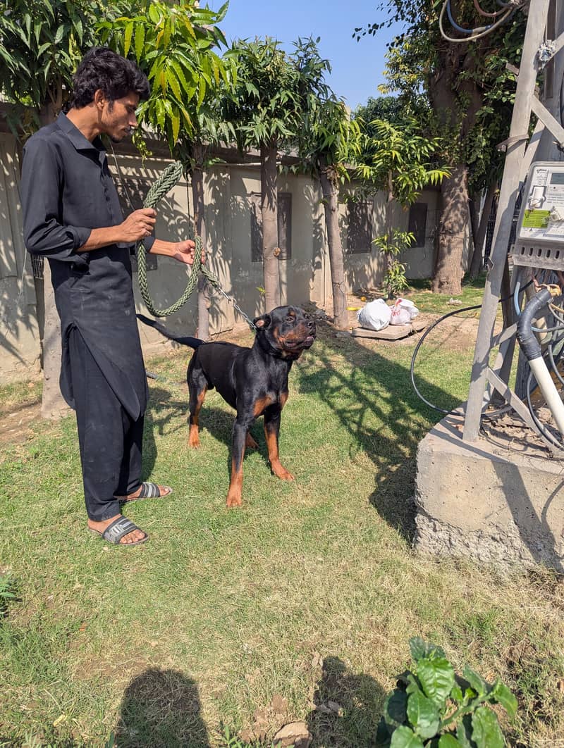rottweiler 3