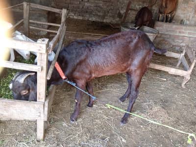 2 dant nagra beetal male for sale