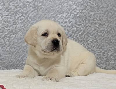 labrador pedigree microchip   imported Bloodline puppy 03014615555