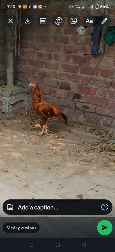 pela aseel full achi quality main guarantee ke sath