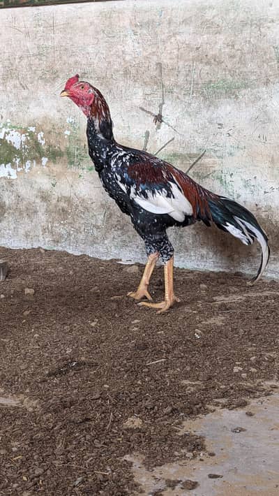 Cheena pattha top Quality