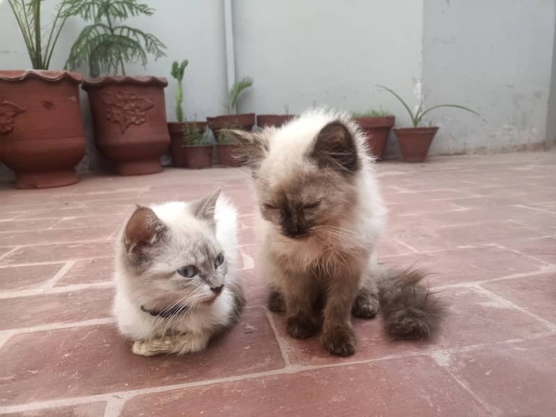 Persion Pair 0