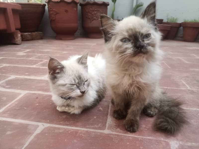 Persion Pair 1