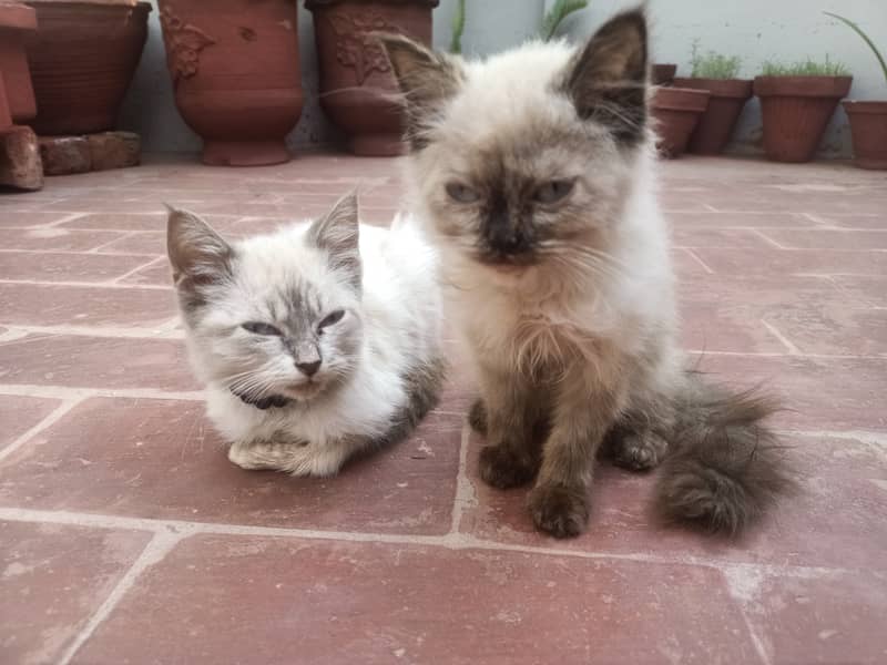 Persion Pair 3
